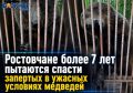 Ростовчане более 7 лет пытаются спасти запертых в ужасных условиях медведей