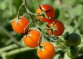 Зимние томаты на подоконнике: как вырастить красоту и вкус в домашних условиях