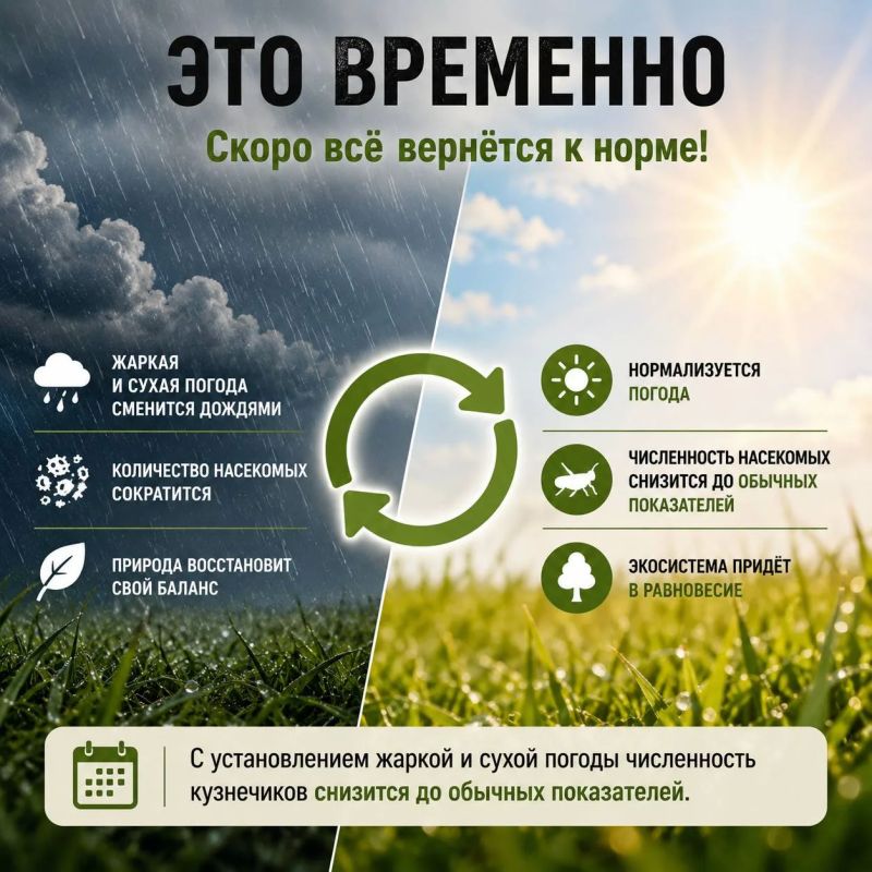 Паника из-за саранчи в Ростовской области: как за секунду отличить опасного вредителя от безобидного насекомого Паника из-за саранчи в Ростовской области: как за секунду отличить опасного вредителя от безобидного насекомого
