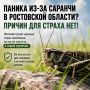 Паника из-за саранчи в Ростовской области: как за секунду отличить опасного вредителя от безобидного насекомого