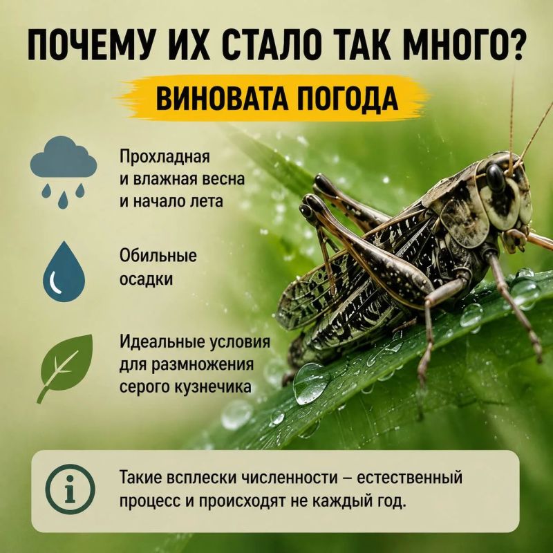 Паника из-за саранчи в Ростовской области: как за секунду отличить опасного вредителя от безобидного насекомого Паника из-за саранчи в Ростовской области: как за секунду отличить опасного вредителя от безобидного насекомого