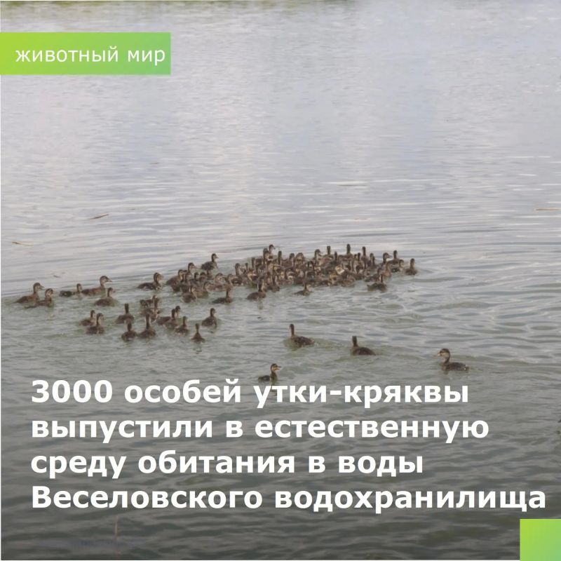При поддержке донского минприроды в Ростовской области продолжается работа по сохранению биоразнообразия животного мира