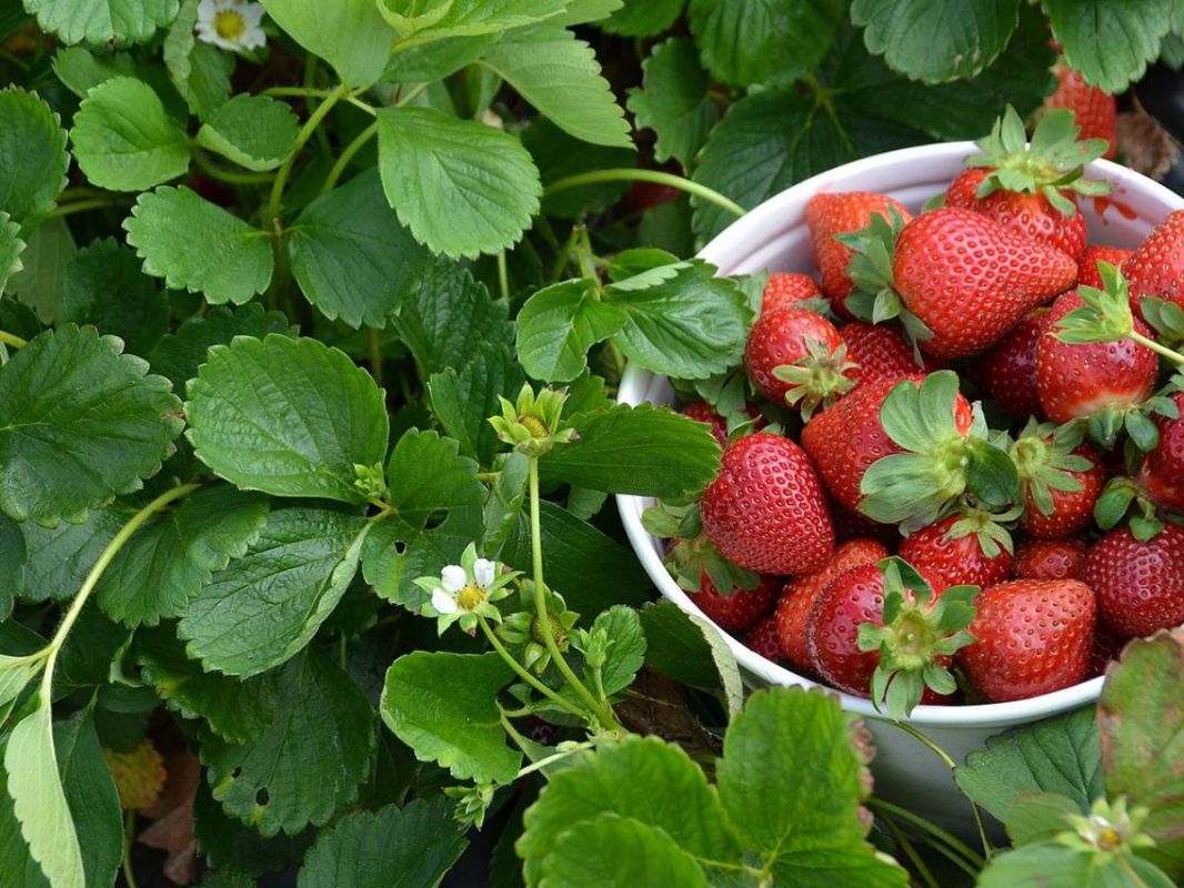 Как выбрать кусты клубники для максимального урожая