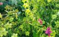 Весенний посев: лучшие однолетники для вашей рассадки в марте