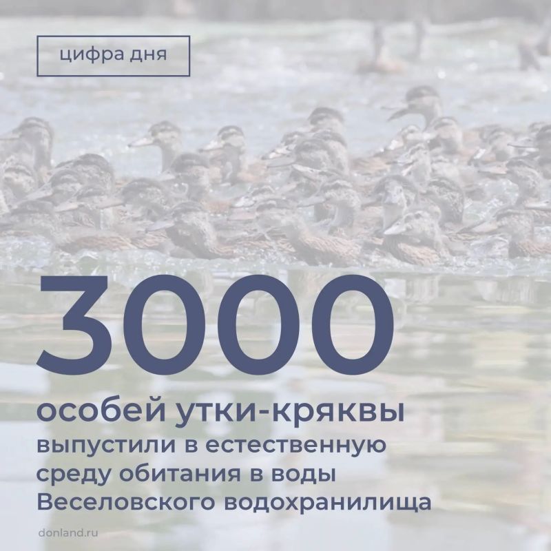 В воды Веселовского водохранилища Пролетарского района выпущено 3000 особей утки-кряквы, а также серых гусей