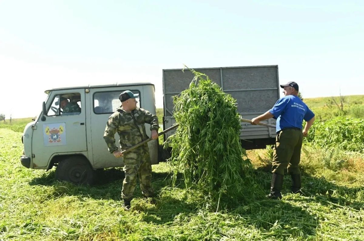 В Ростовской области уничтожили более 28 тонн дикорастущей конопли В Ростовской области уничтожили более 28 тонн дикорастущей конопли