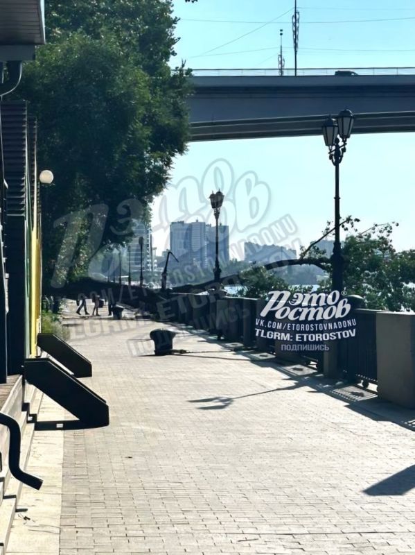 В Ростове дерево едва не рухнуло на рыбака