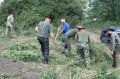 В Ростовской области уничтожили более 28 тонн дикорастущей конопли