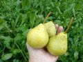 Груши на зиму: какие сорта станут вашими лучшими друзьями