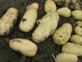 Пюре из картофеля: секреты выбора лучших сортов для идеального блюда