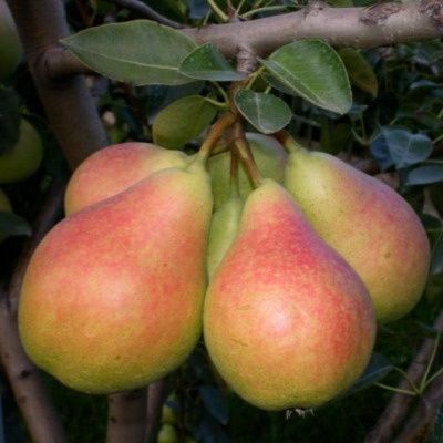 Груша Дебютантка: универсальный сорт с высоким урожаем и вкусом