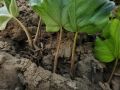 Как спасти черенки смородины: советы для успешной посадки в июле