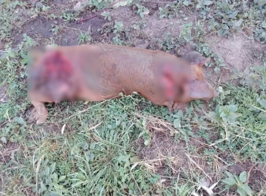 Голодная пума проникает во дворы и рвёт домашний скот в Цимлянском районе Ростовской области