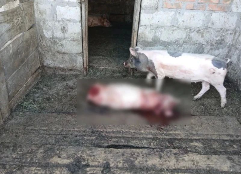 Голодная пума проникает во дворы и рвёт домашний скот в Цимлянском районе Ростовской области Голодная пума проникает во дворы и рвёт домашний скот в Цимлянском районе Ростовской области