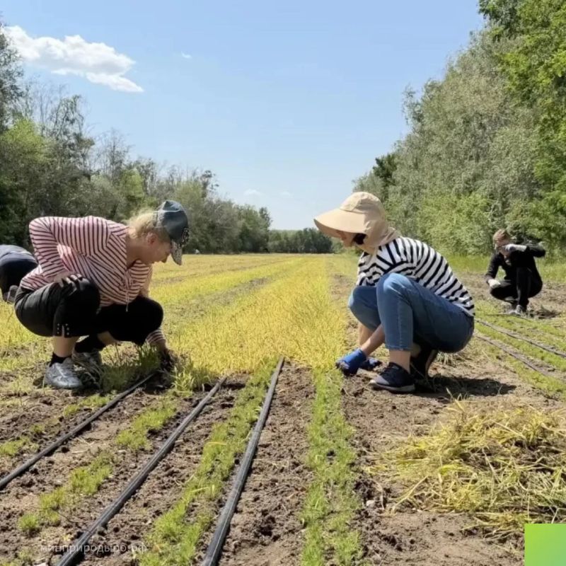 В Каменском районе прошла «Ликвидация зеленого пожара» – экоакция по прополке лесных насаждений В Каменском районе прошла «Ликвидация зеленого пожара» – экоакция по прополке лесных насаждений