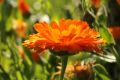 ���������: ������� ����� �� ����� � �������� ���������