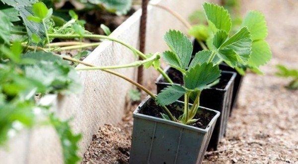 Клубника на вашем балконе: как выбрать лучший сорт и обеспечить богатый урожай