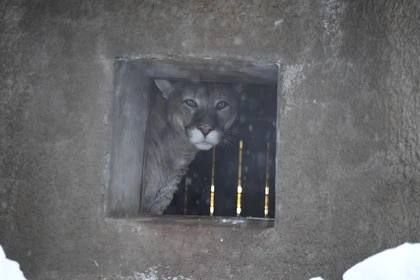 Охотникам дали разрешение на отлов пумы, которая кошмарит станичников в Цимлянском и Константиновском районах