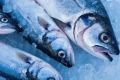 С Дона в Абхазию отправят 16,6 тонны мороженой рыбы