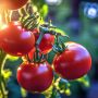 Уникальное удобрение для томатов: простота и щедрый урожай