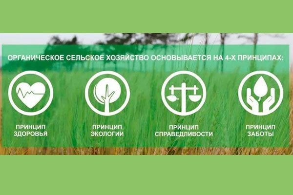 Как успешно вырастить яблони: секреты органического подхода