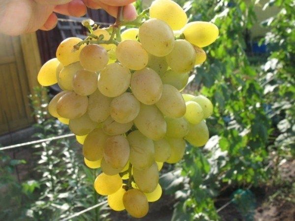 Виноград Рута: новый фаворит садоводов Украины