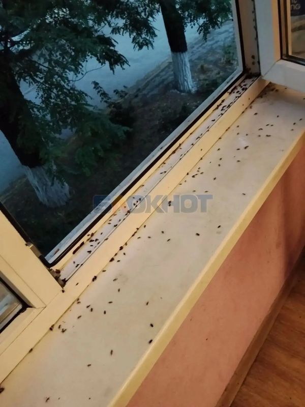 Массовое нашествие клопов настигло Новочеркасск