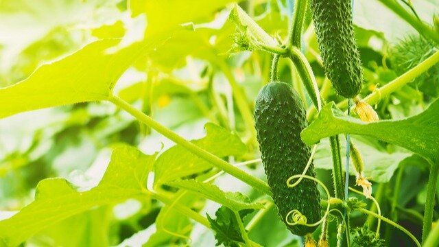 Молочная сыворотка: секрет защиты огурцов от болезней