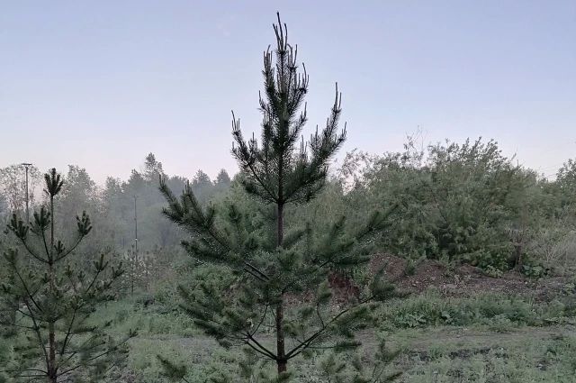 В Ростове высадят три тысячи деревьев