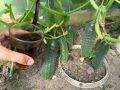 Как вернуть к жизни огурцы: 5 натуральных подкормок для богатого урожая