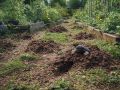 Как натуральные запахи могут помочь в борьбе с кротами на вашем участке