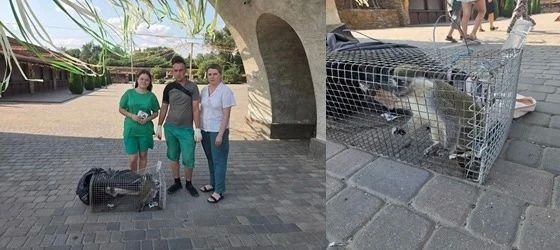 Зелёная мартышка обрела дом в парке «Лога»