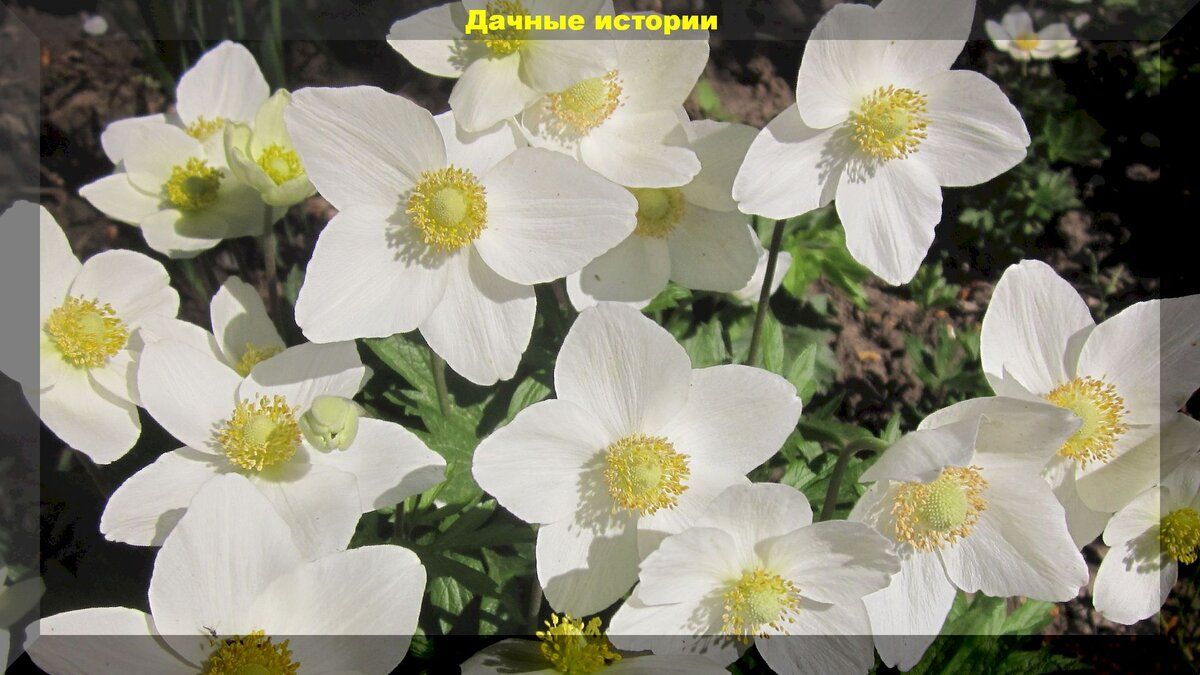 Лесные цветы для дачи: как природные красавцы украсят ваш сад