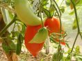 Томат Меч самурая: уникальная форма и непревзойденный вкус для истинных гурманов