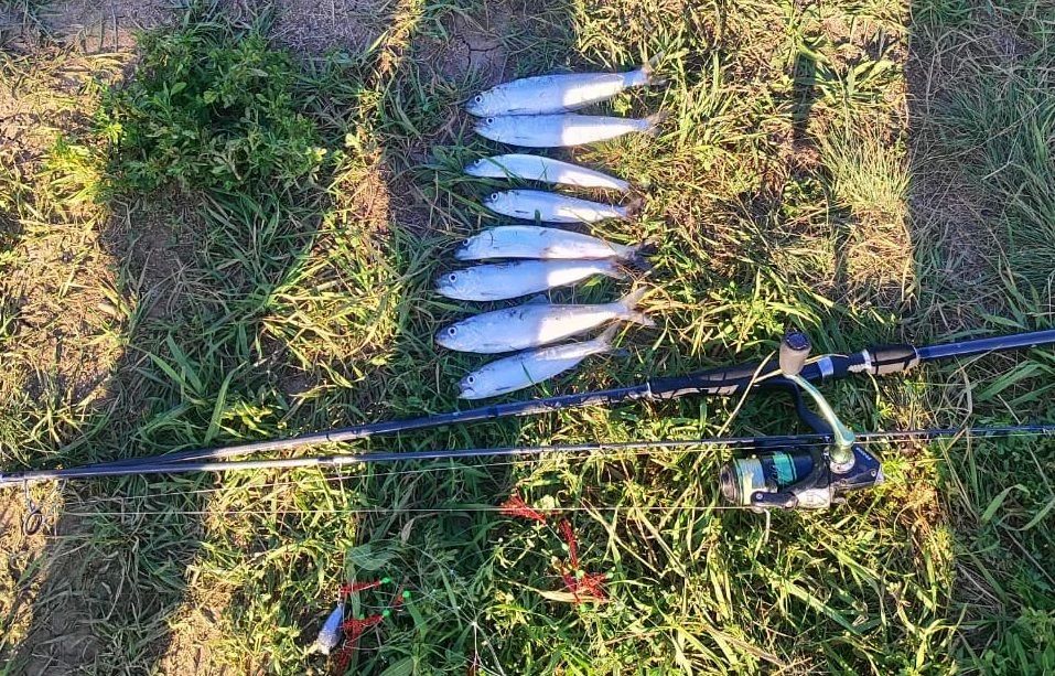 Транспортными полицейскими пресечена незаконная добыча водных биоресурсов в Ростовской области Транспортными полицейскими пресечена незаконная добыча водных биоресурсов в Ростовской области