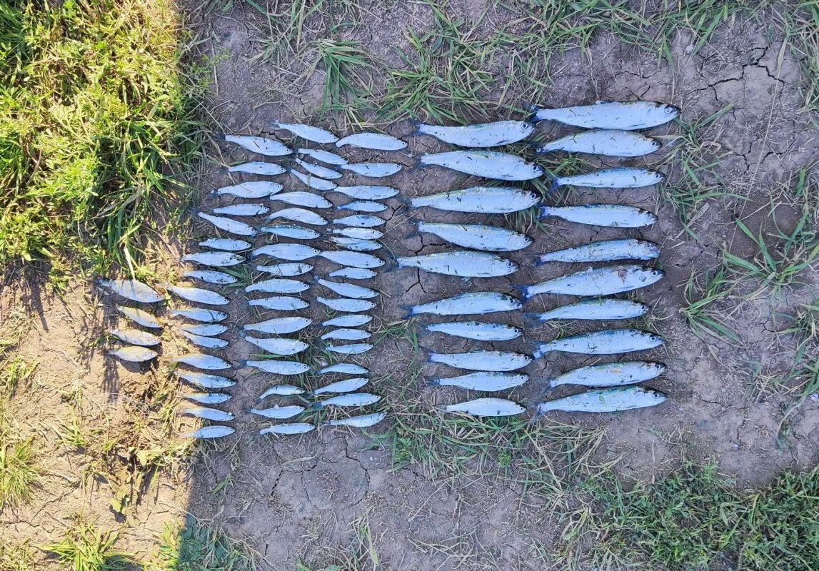 Транспортными полицейскими пресечена незаконная добыча водных биоресурсов в Ростовской области