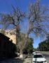 Продолжаются работы по опиловке и удалению сухостойных деревьев - это важно для безопасности горожан и сохранности имущества
