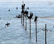 Экосистема Азовского моря переживает существенные изменения