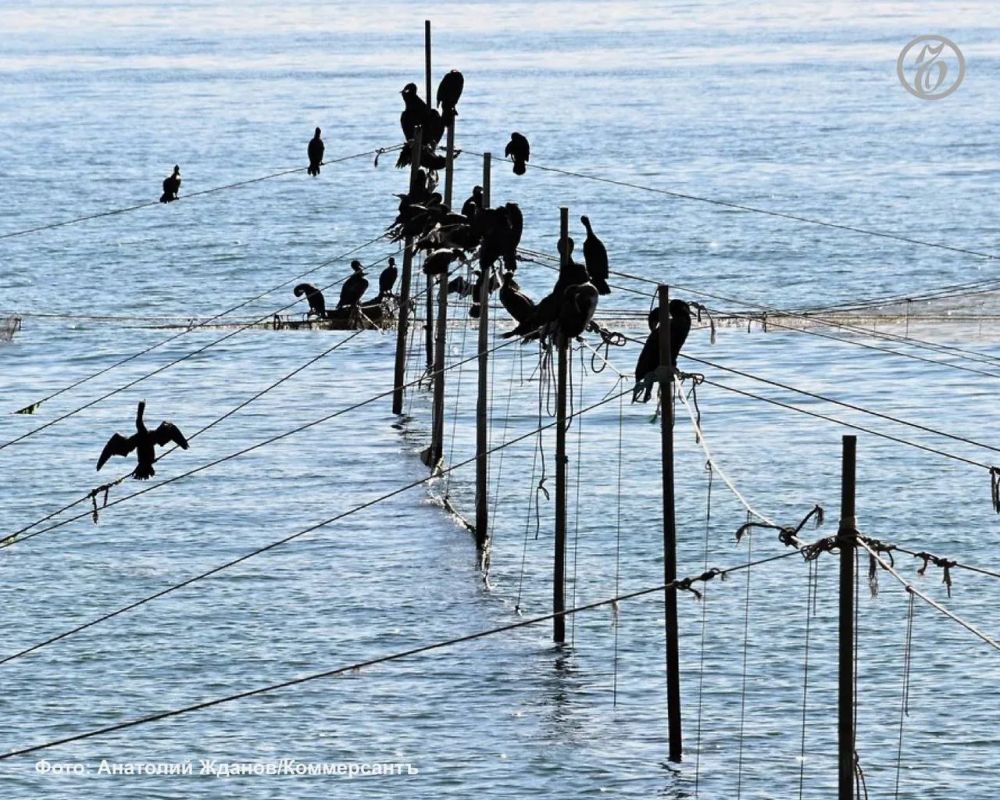 Экосистема Азовского моря переживает существенные изменения