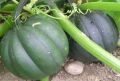 Порционная тыква Акорн: как вырастить вкусный harvest даже в суровом климате