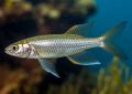 В рыбе из Азовского моря нашли стронций-90