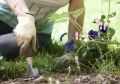 Садовые хлопоты на убывающей Луне: план работ с 25 по 31 июля