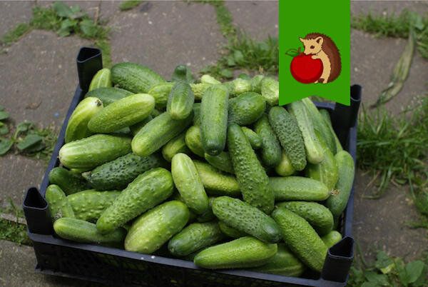 Почему огурцы горчат и как сделать их вкуснее?
