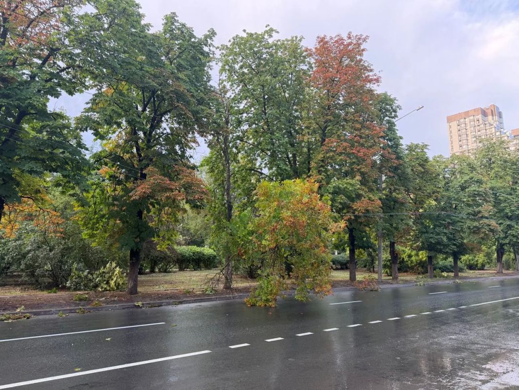 40 деревьев и крупных веток упало в Ростове из-за сильного ветра и дождя 40 деревьев и крупных веток упало в Ростове из-за сильного ветра и дождя