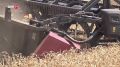 Рекордный урожай озимой пшеницы собирают на Дону
