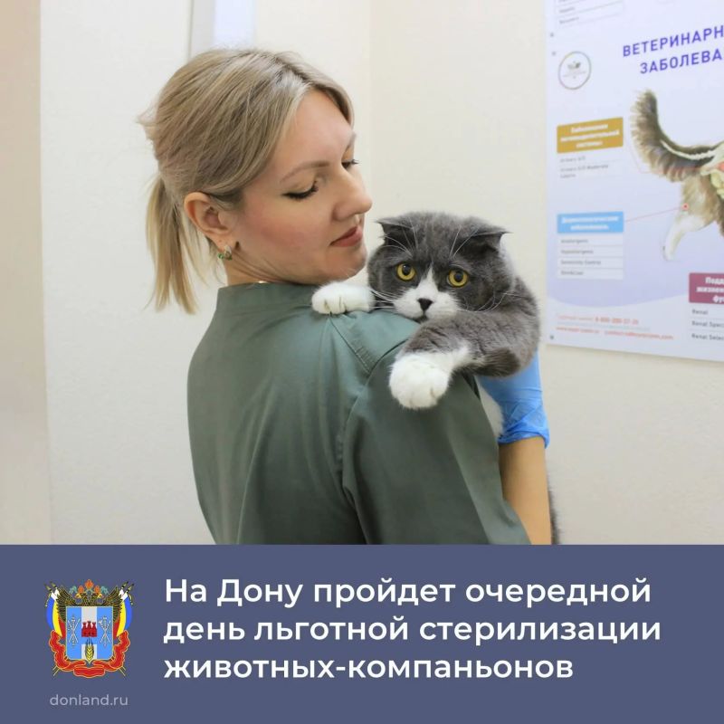 На Дону продолжается акция по льготной стерилизации животных-компаньонов