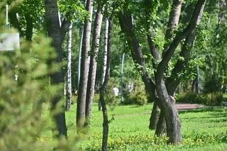 Ученые ЮФУ в Ростове помогут восстановить поврежденные во время стихии деревья