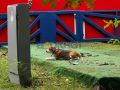 Одинокого бигля второй день замечают у Театральной площади