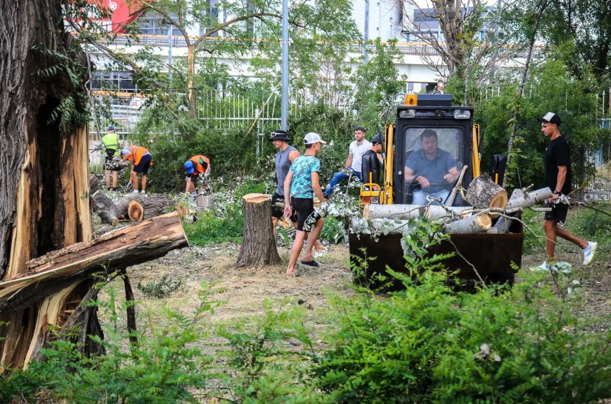 526 деревьев распилили и вывезли после урагана в Ростове