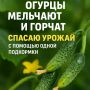Секреты здоровых огурцов: как предотвратить горечь и мелкость плодов